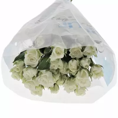 Bílá růže SNOWFLAKE 