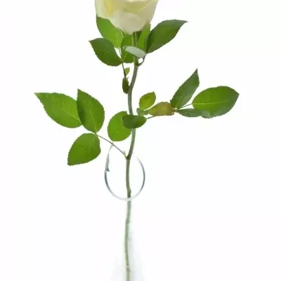 Biela ruža snowstorm + 60cm (M)