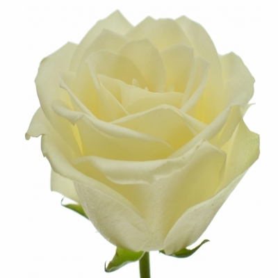 Bílá růže SNOWSTORM+ 50cm (L)