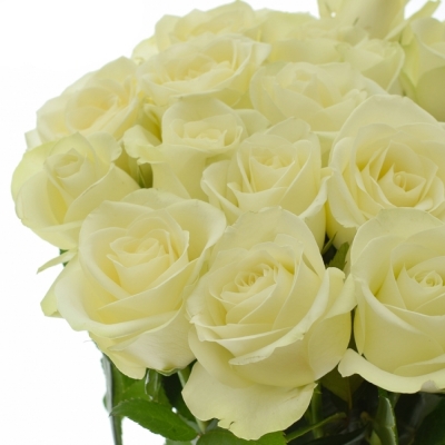 Biela ruža snowstorm + 50cm (L)