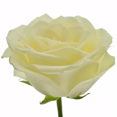 Bílá růže SNOWSTORM+ 60cm (M)