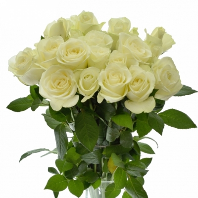 Biela ruža SNOWSTORM+ 60cm (XXL)