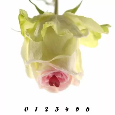 Bílá růže SUGAR LOVE