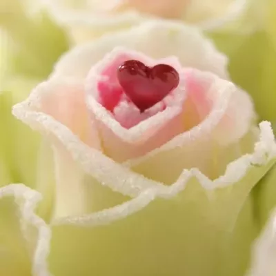 Bílá růže SUGAR LOVE