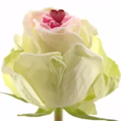 Bílá růže SUGAR LOVE 60cm (XXL)