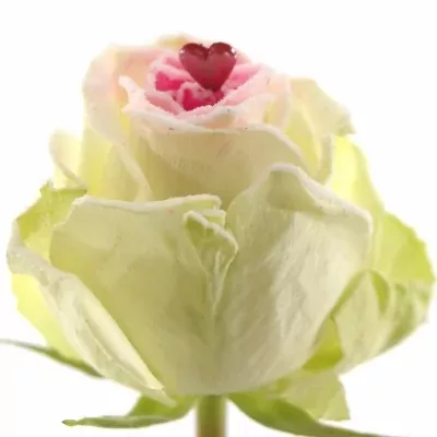 Bílá růže SUGAR LOVE 60cm (M)
