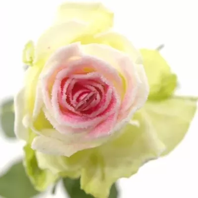 Bílá růže SUGAR LOVE