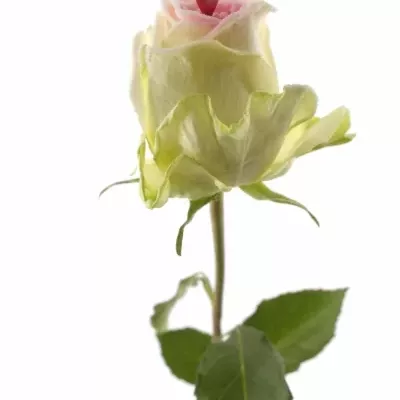 Bílá růže SUGAR LOVE