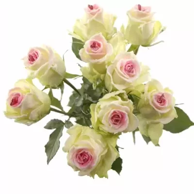 Bílá růže SUGAR LOVE