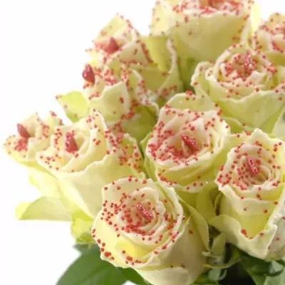 Bílá růže SUGAR LOVE DISCO