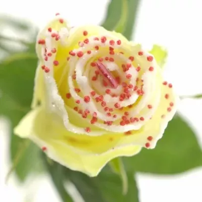 Bílá růže SUGAR LOVE DISCO