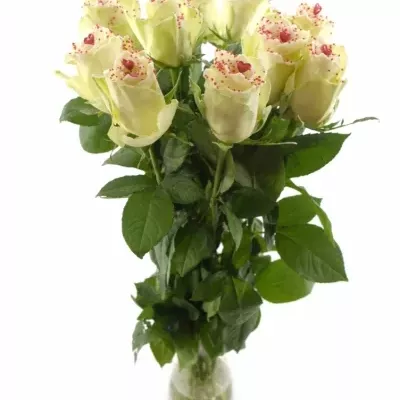 Bílá růže SUGAR LOVE DISCO