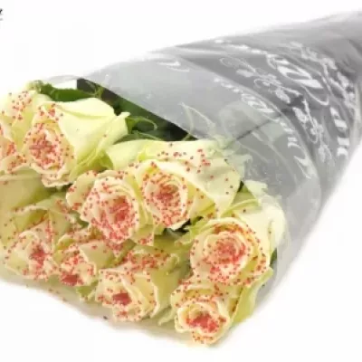 Bílá růže SUGAR LOVE DISCO