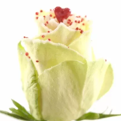 Bílá růže SUGAR LOVE DISCO 60cm