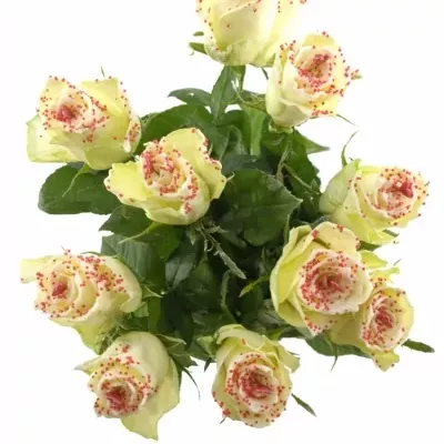 Bílá růže SUGAR LOVE DISCO