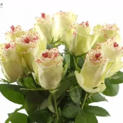 Bílá růže SUGAR LOVE DISCO