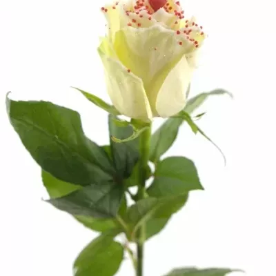 Bílá růže SUGAR LOVE DISCO