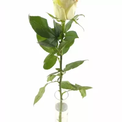 Bílá růže SUGAR LOVE DISCO