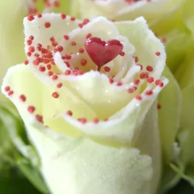 Bílá růže SUGAR LOVE DISCO