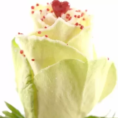 Bílá růže SUGAR LOVE DISCO