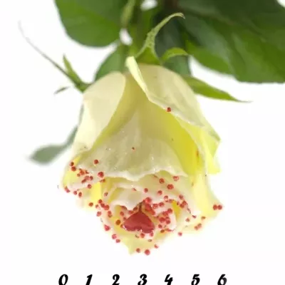 Bílá růže SUGAR LOVE DISCO