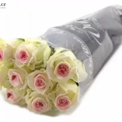 Bílá růže SUGAR LOVE