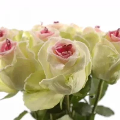 Bílá růže SUGAR LOVE