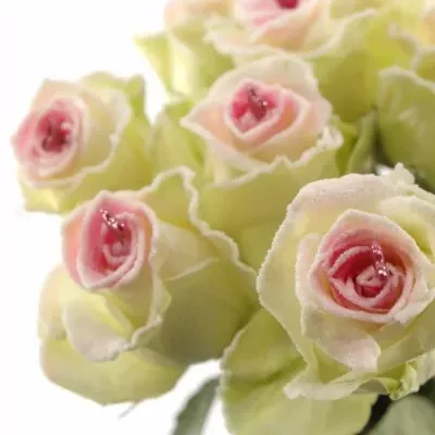 Bílá růže SUGAR LOVE