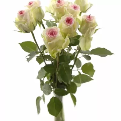 Bílá růže SUGAR LOVE