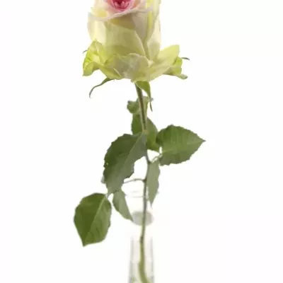 Bílá růže SUGAR LOVE