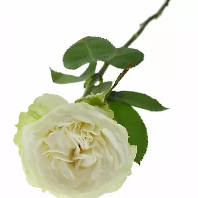 Bílá růže TITANIUM 60cm (XL)
