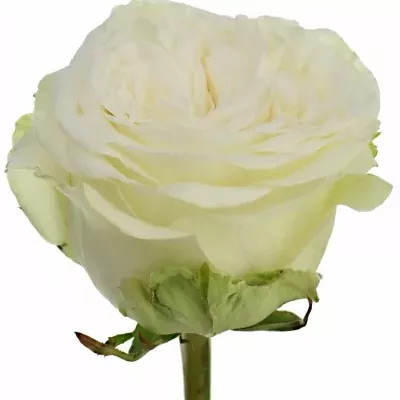Biela ruža TITANIUM 60cm (XL)