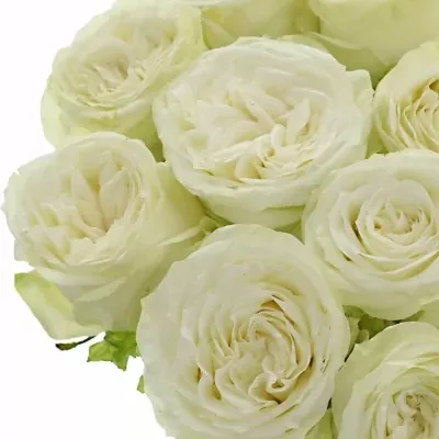 Bílá růže TITANIUM 60cm (XL)