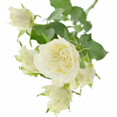 Bílá růže trsová ICE FLOW