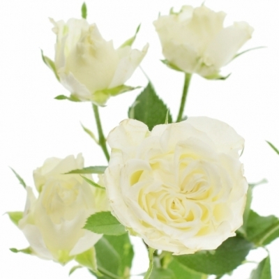Biela ruža trsová ICE FLOW 40cm / 4 +