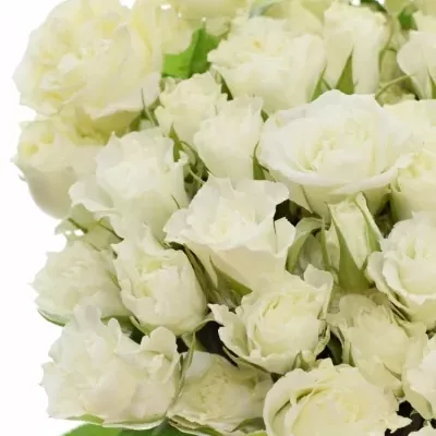 Bílá růže trsová ICE FLOW 50cm/6+