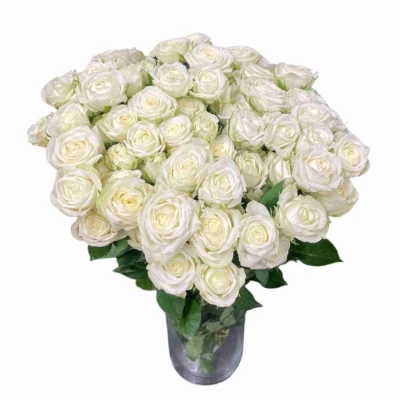 Bílá růže trsová MILKY WAY