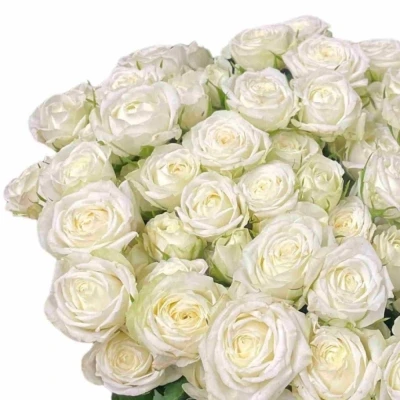 Bílá růže trsová MILKY WAY 50 cm / 5+