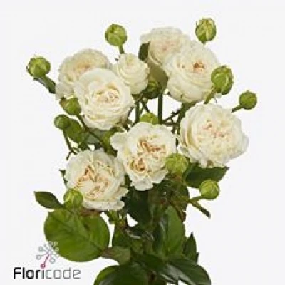 Bílá růže trsová PEARL DIAMOND 40 cm / 3+