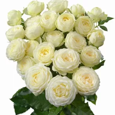 Bílá růže trsová SNOW WORLD 40cm/3 