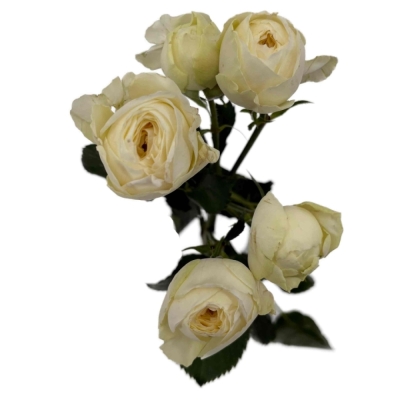 bÍLÁ růže trsová SNOWY TRENDSETTER