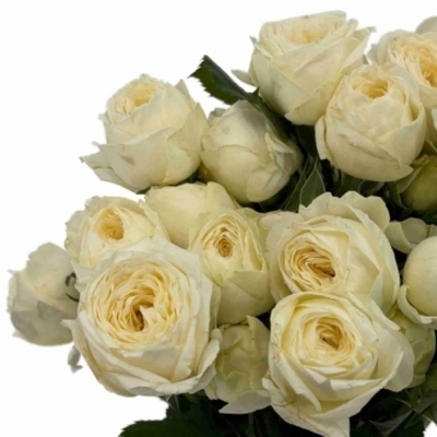 bÍLÁ růže trsová SNOWY TRENDSETTER