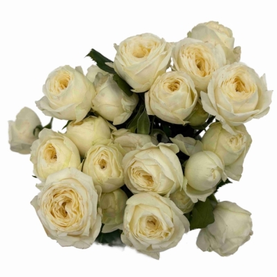 bÍLÁ růže trsová SNOWY TRENDSETTER