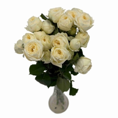 bÍLÁ růže trsová SNOWY TRENDSETTER