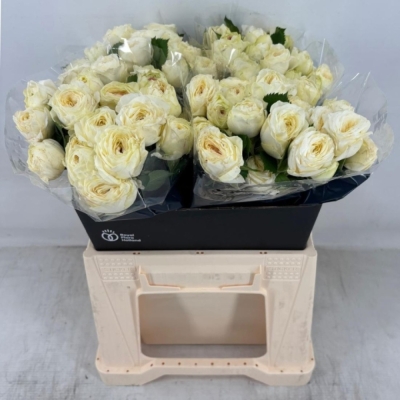 Bílá růže trsová SNOWY TRENDSETTER 40 cm / 4+