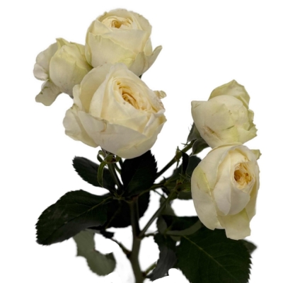 bÍLÁ růže trsová SNOWY TRENDSETTER