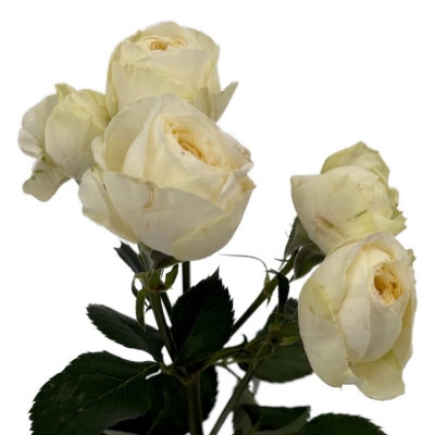 bÍLÁ růže trsová SNOWY TRENDSETTER