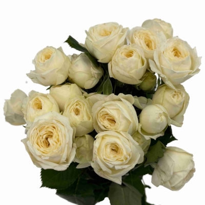 bÍLÁ růže trsová SNOWY TRENDSETTER