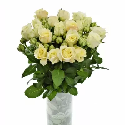 Bílá růže trsová WHITE ASHLEY 60cm/1+