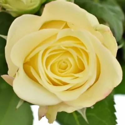 Bílá růže trsová WHITE ASHLEY 60cm/1+